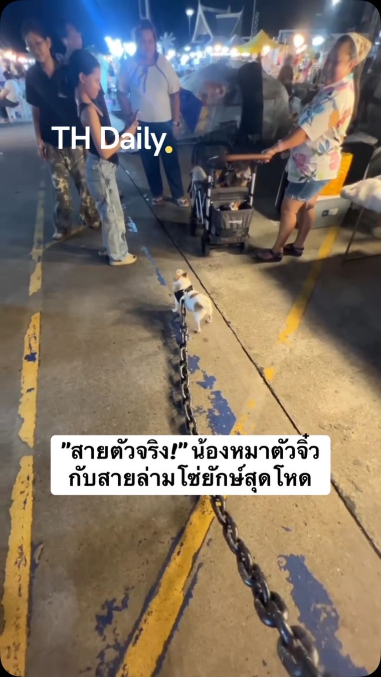 Tiny dog walks through night market with oversized chain