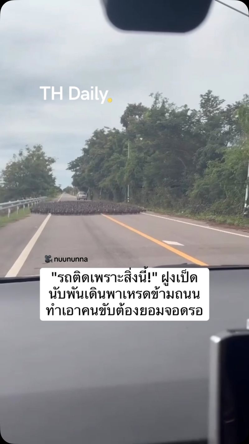 Flock of ducks brings traffic to a pause on rural road