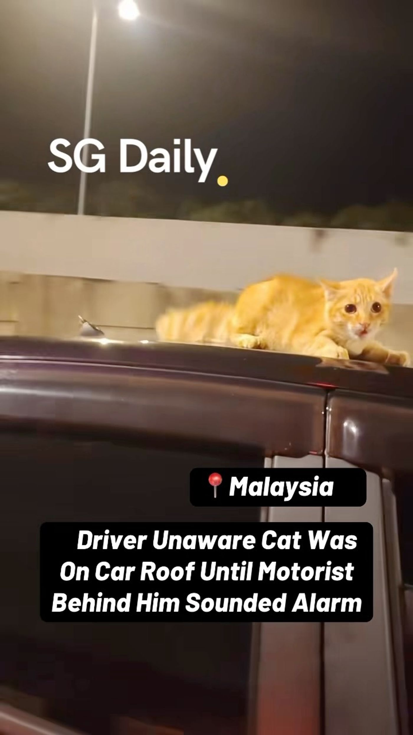 Driver unaware a cat was on his car roof until motorist behind him sounded the alarm