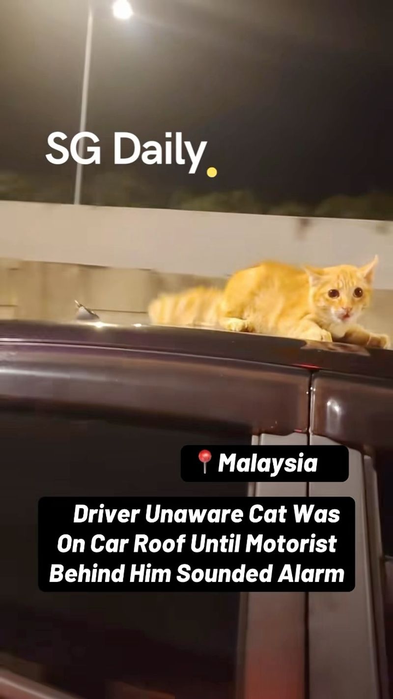 Driver unaware a cat was on his car roof until motorist behind him sounded the alarm