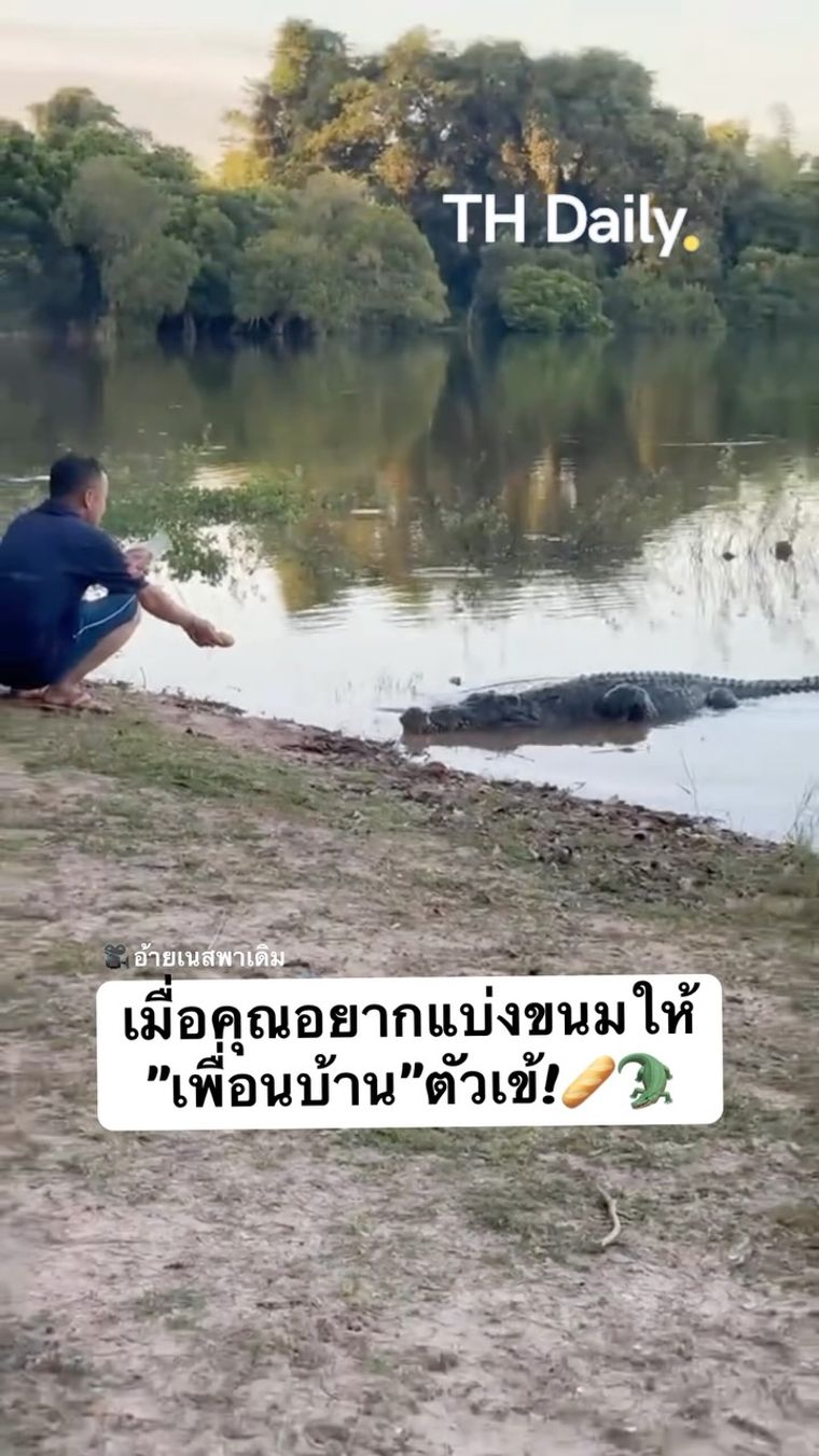 Man offers food to a crocodile at the water's edge