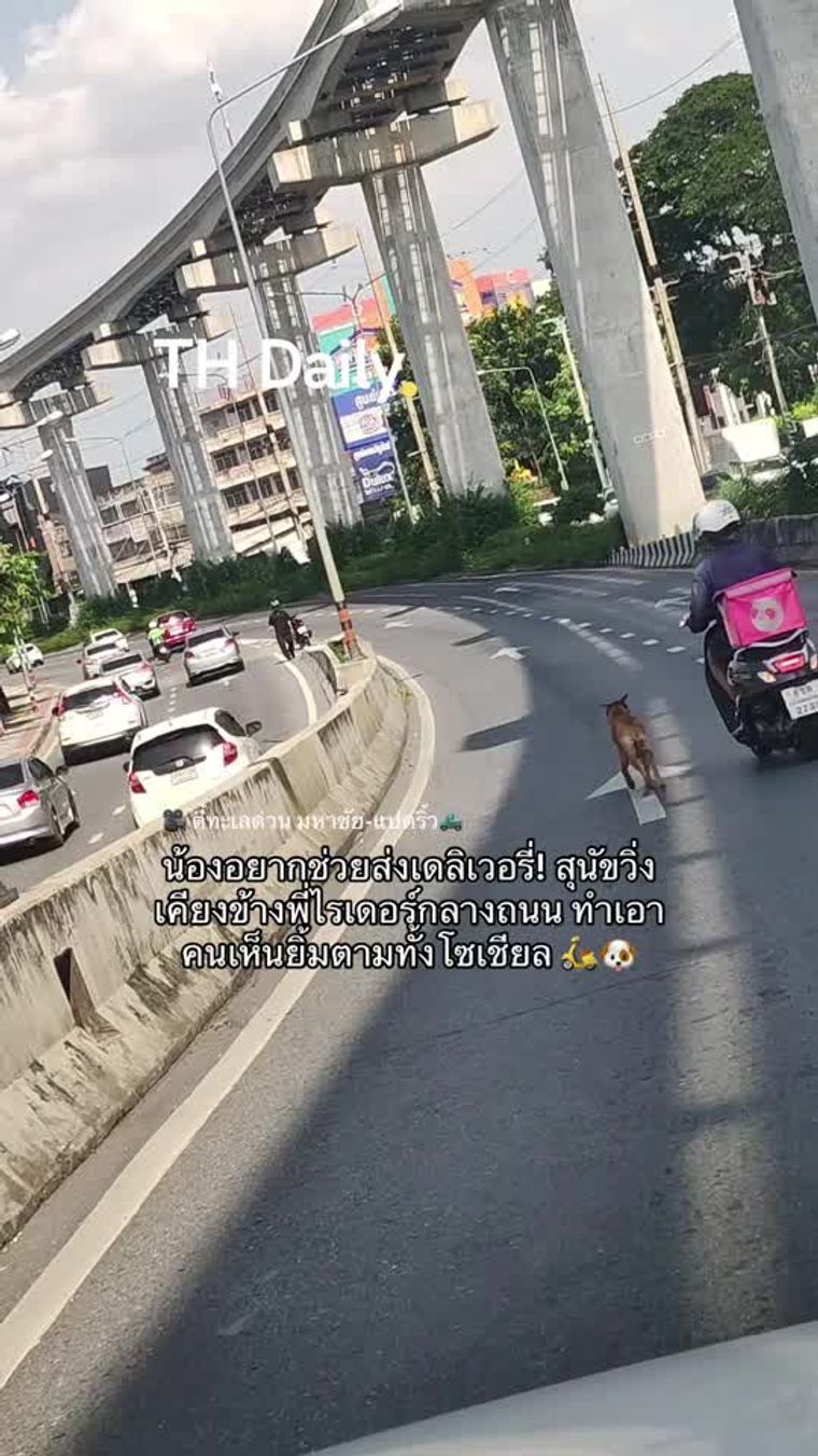 Stray dog runs beside Foodpanda rider on Thai road