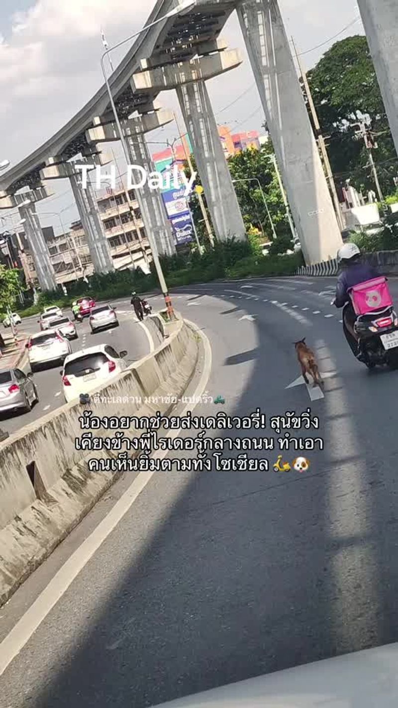 Stray dog runs beside Foodpanda rider on Thai road