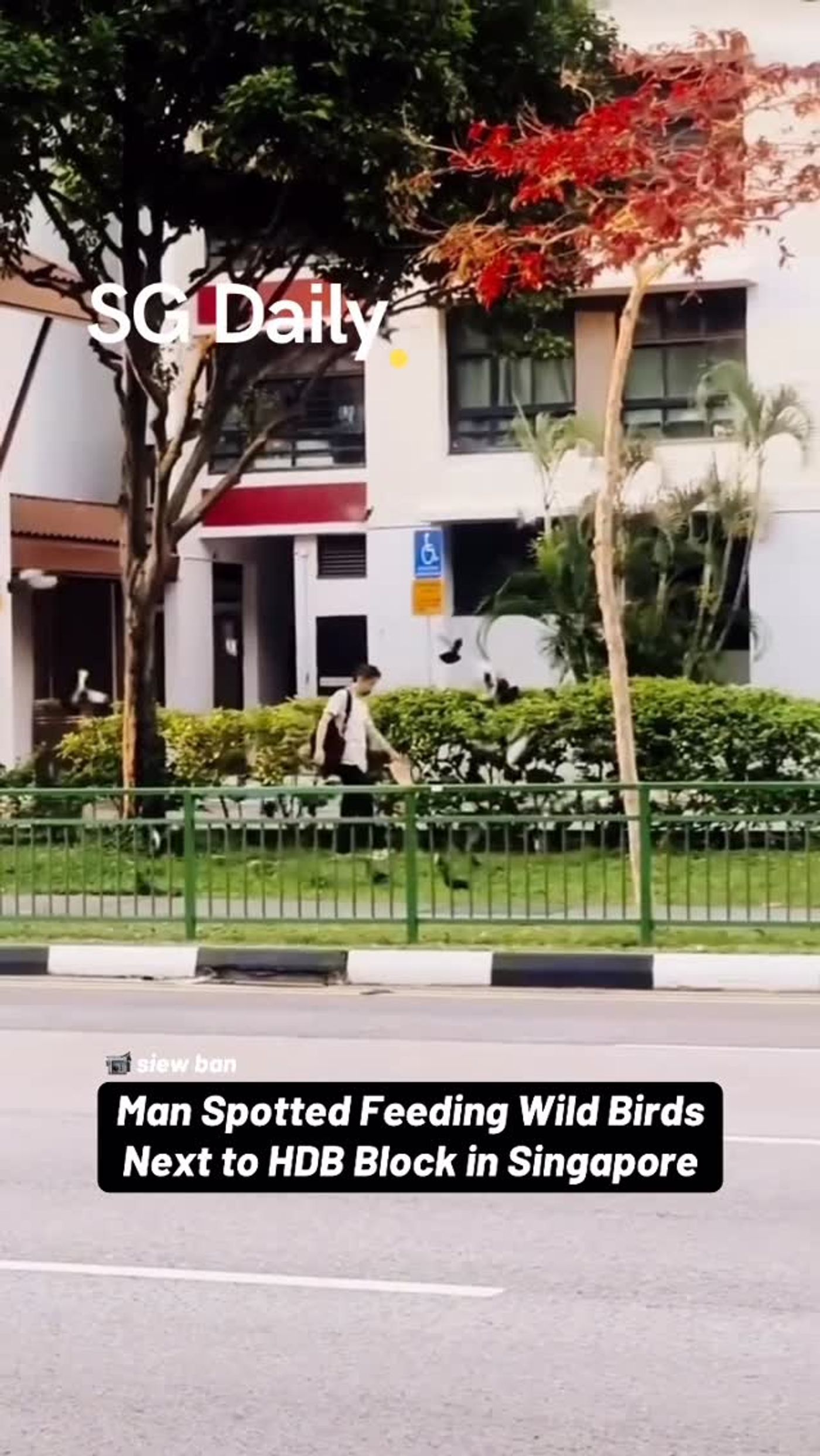 Man spotted feeding wild birds next to HDB block in Singapore