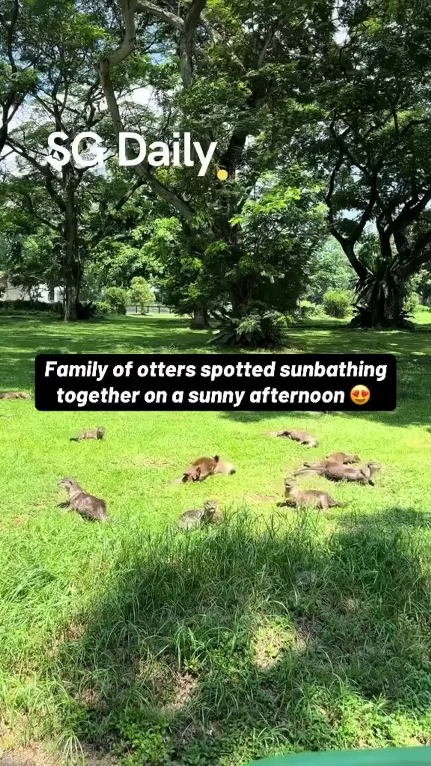 Family of otters spotted sunbathing together on a sunny afternoon