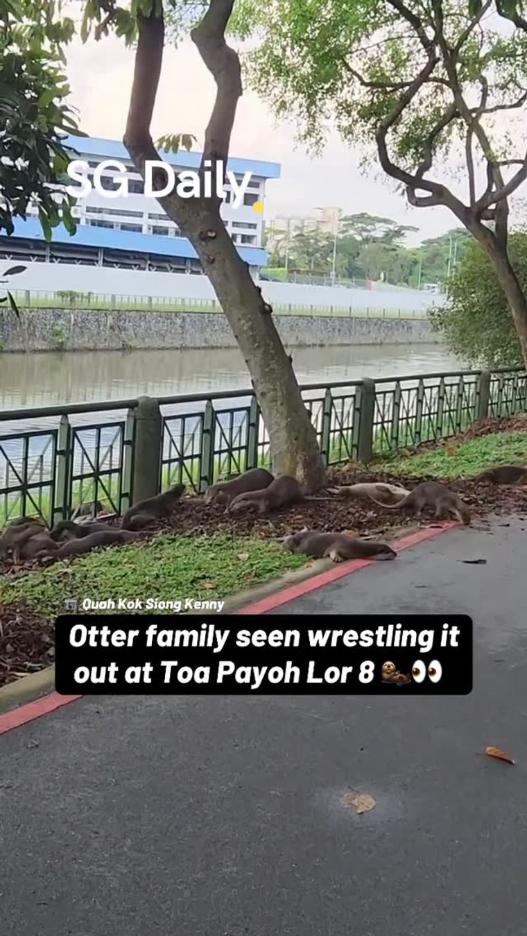 Otter family seen wrestling at Toa Payoh Lorong 8