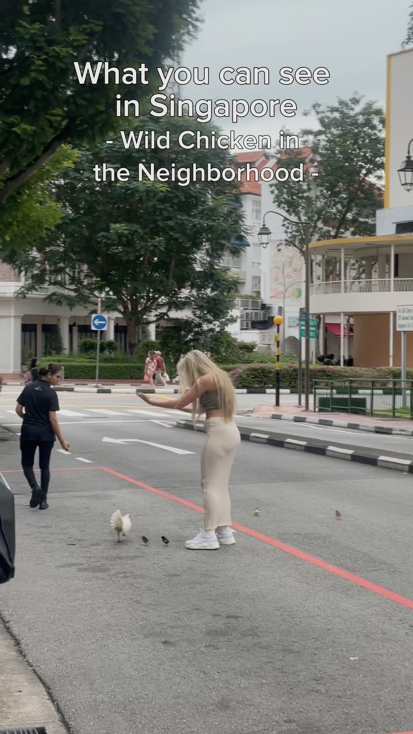 What You Can See in Singapore: Wild Chicken in the Neighborhood