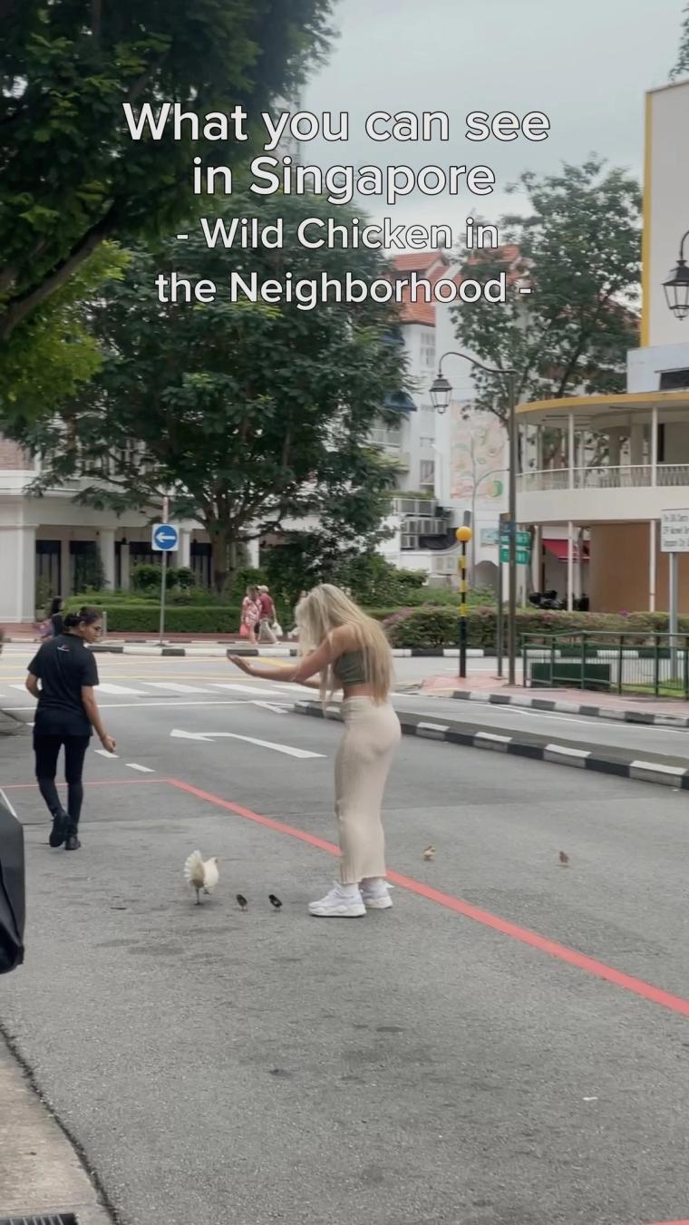 What You Can See in Singapore: Wild Chicken in the Neighborhood