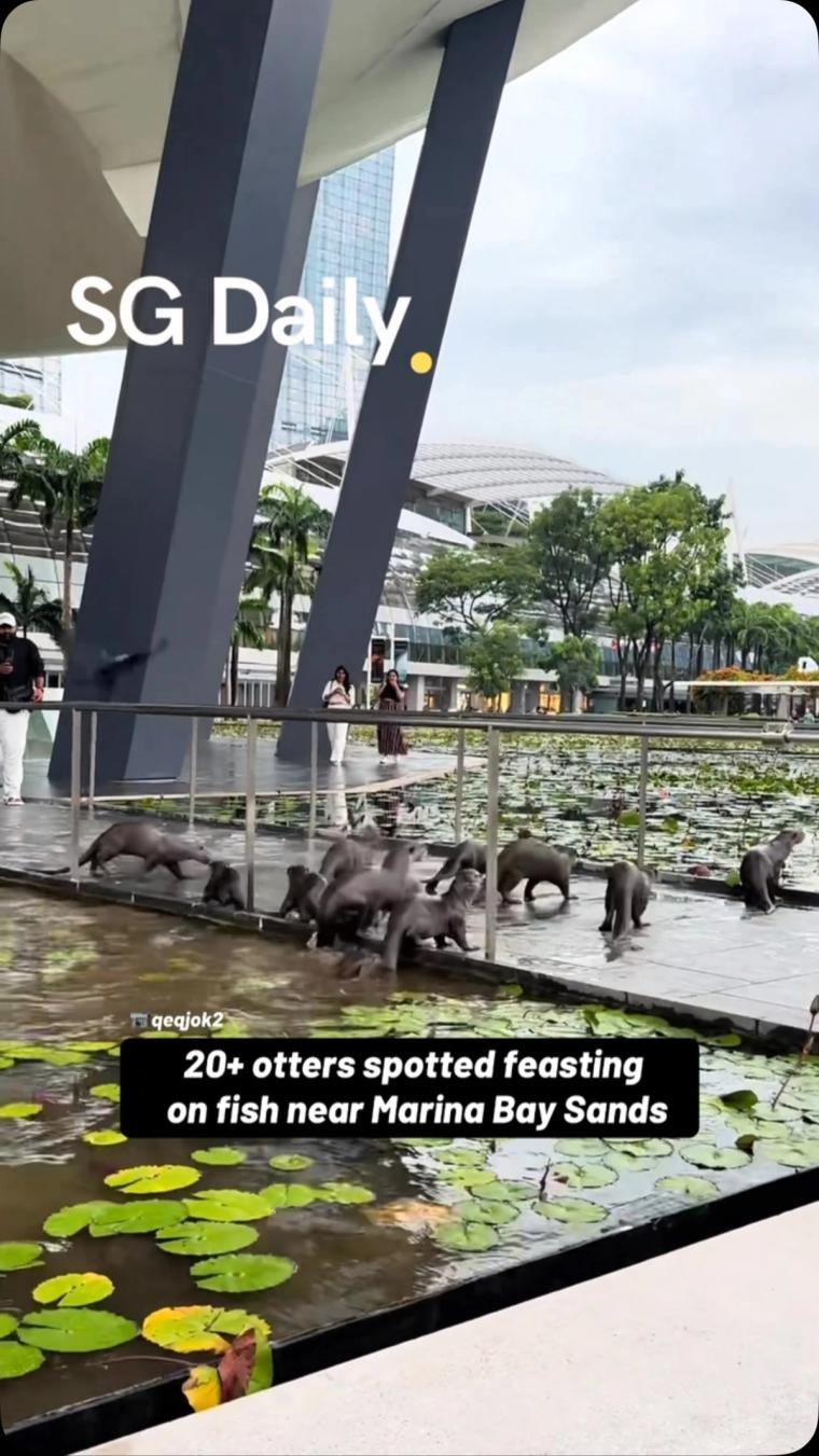 20+ otters spotted feasting on fish near Marina Bay Sands