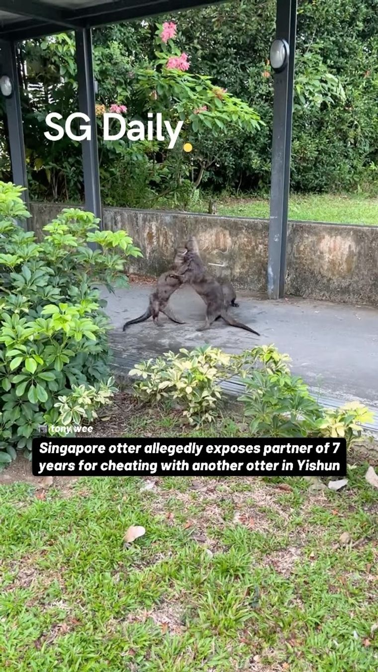 Singapore otter allegedly exposes partner of 7 years for cheating with another otter in Yishun