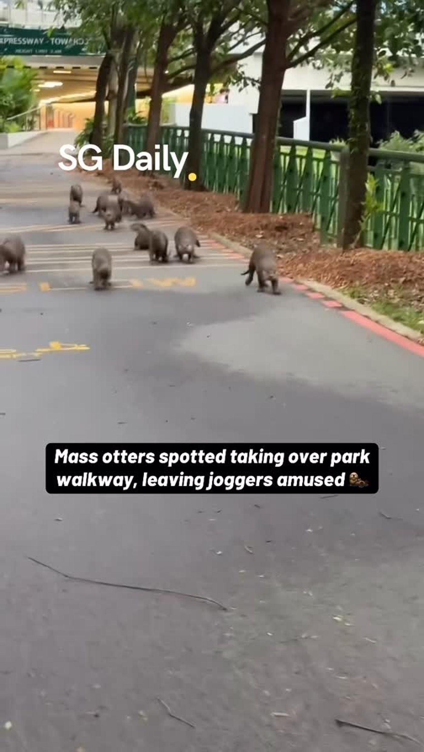 Mass otters spotted taking over park walkway, leaving joggers amused