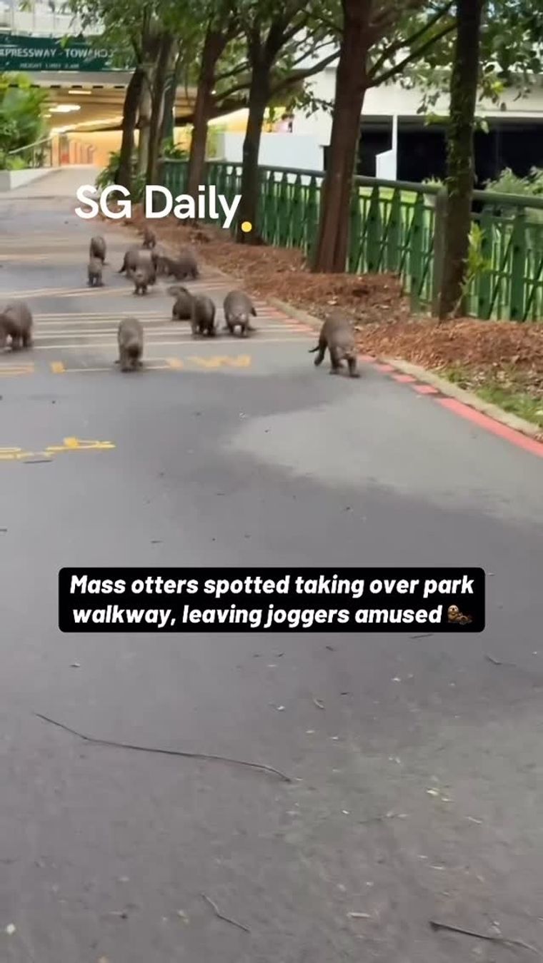 Mass otters spotted taking over park walkway, leaving joggers amused