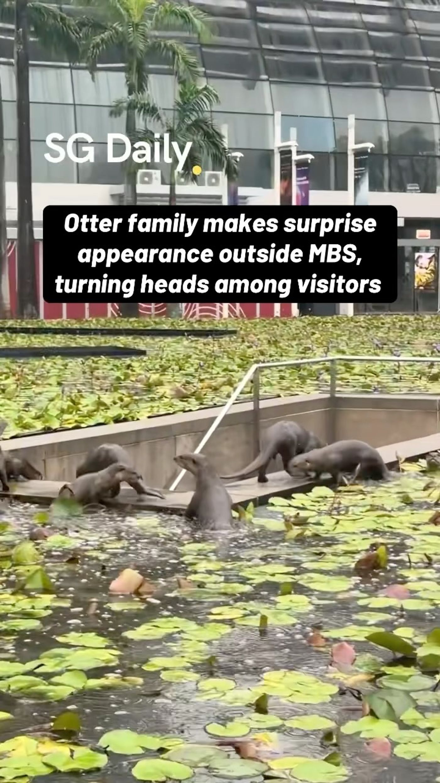 Otter family gathers outside Marina Bay Sands
