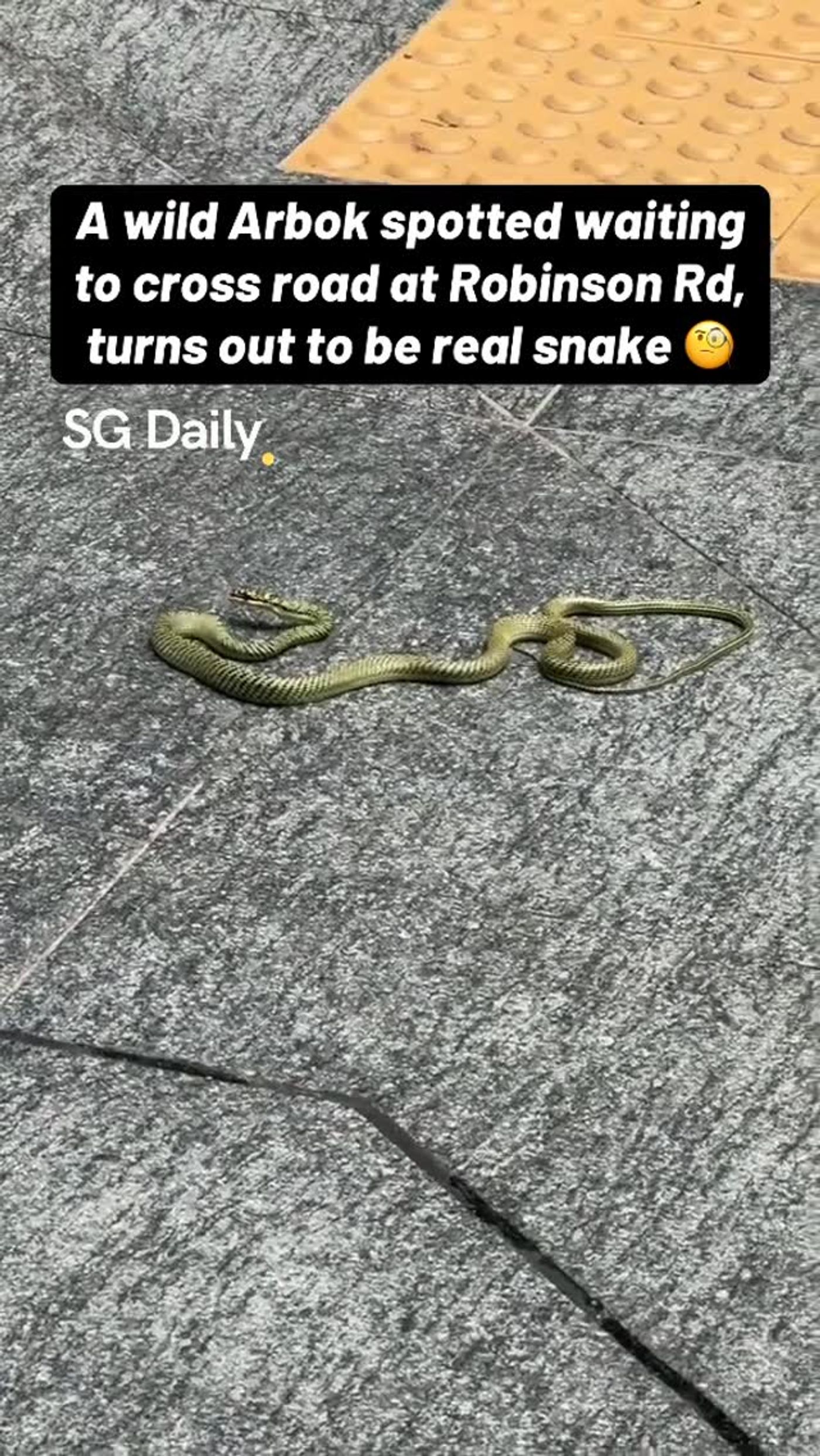 Snake appears at Robinson Road pedestrian crossing