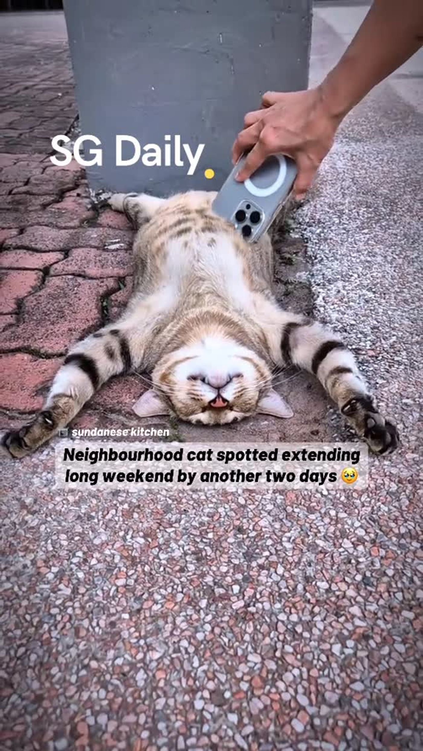 Neighbourhood cat extends long weekend by another two days