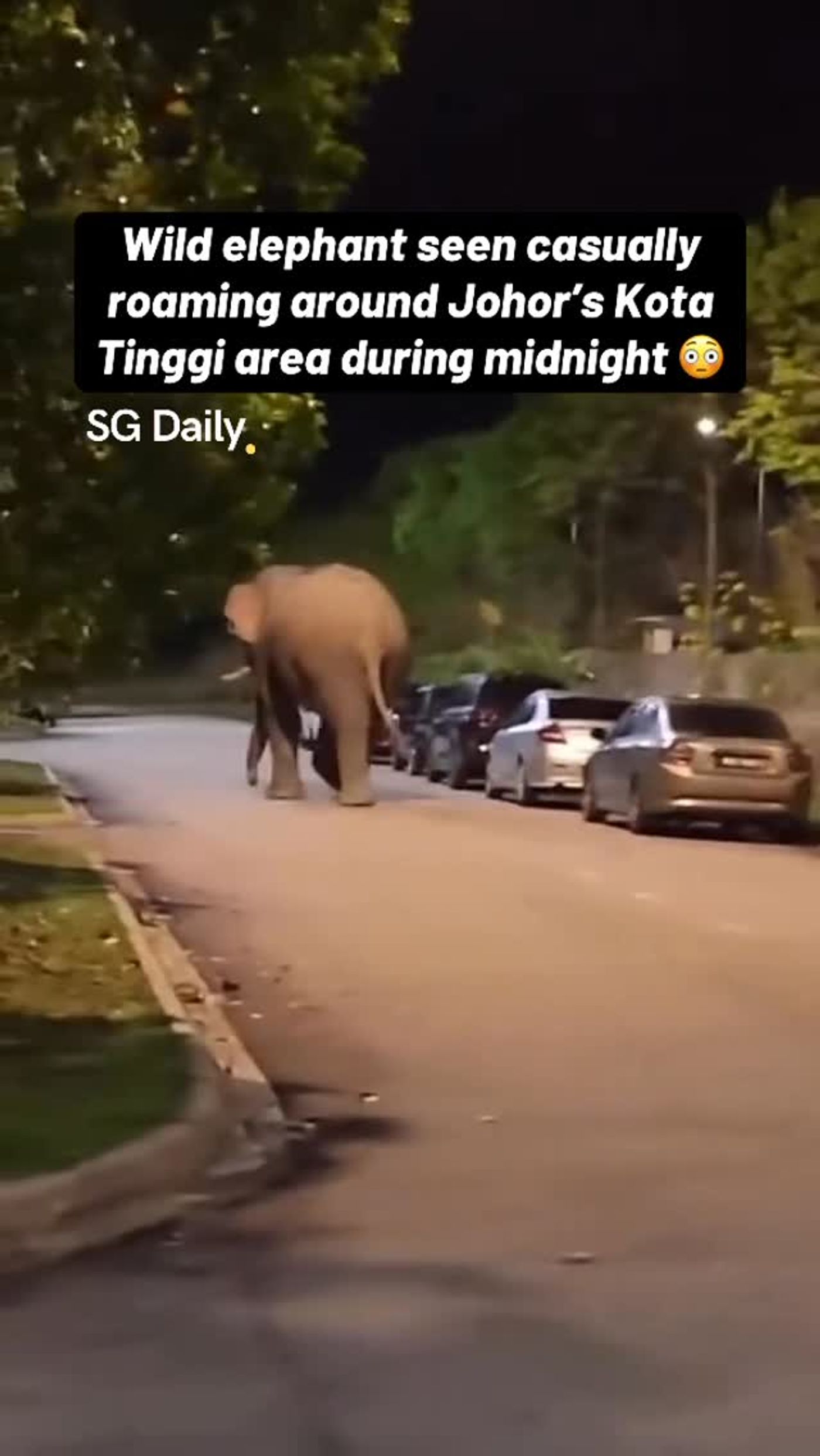 Wild elephant seen roaming around Kota Tinggi at midnight