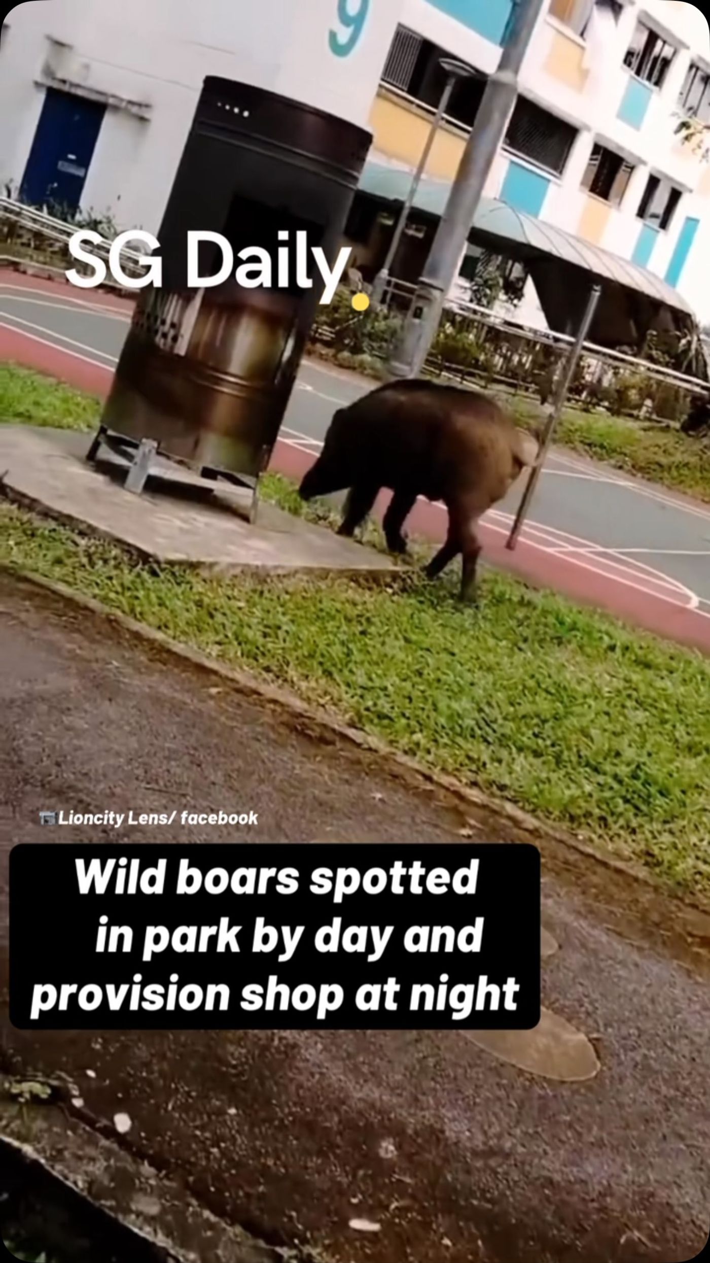 Wild boars spotted in park by day and provision shop at night