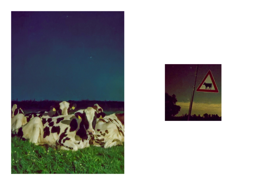 Holstein cows resting in grass under a deep blue night sky, beside a red cattle-crossing road sign