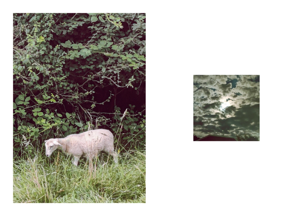 Pale sheep grazing in tall grass beneath a dark hedge, paired with the moon behind heavy night cloud