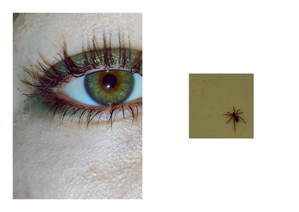 Macro of a green-hazel eye with spiked mascara lashes, set beside a small spider on a beige wall
