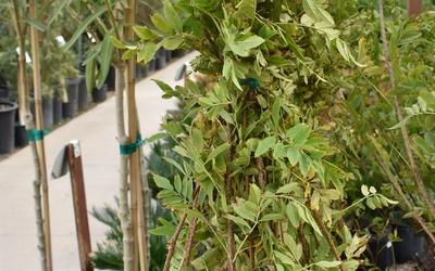 Vines Landscaping | Landscape Vines Ideas | NV Landscapes