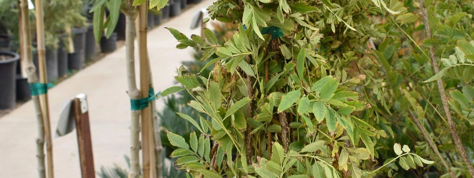 Vines Landscaping | Landscape Vines Ideas | NV Landscapes