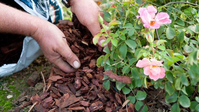 5 Tips for Creating a Low-Maintenance Landscape