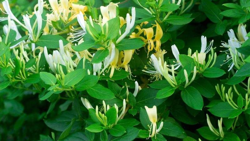 5 of the Best Plants for Your Las Vegas Property