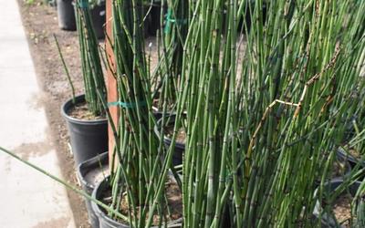 Desert Plants for Landscaping in Las Vegas | NV Landscapes