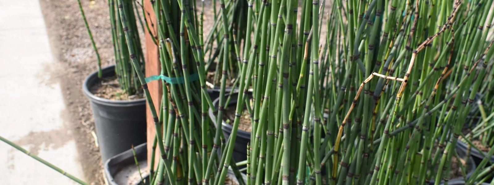 Desert Plants for Landscaping