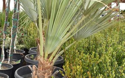 Palms Landscaping | Palms Landscaping in Las Vegas