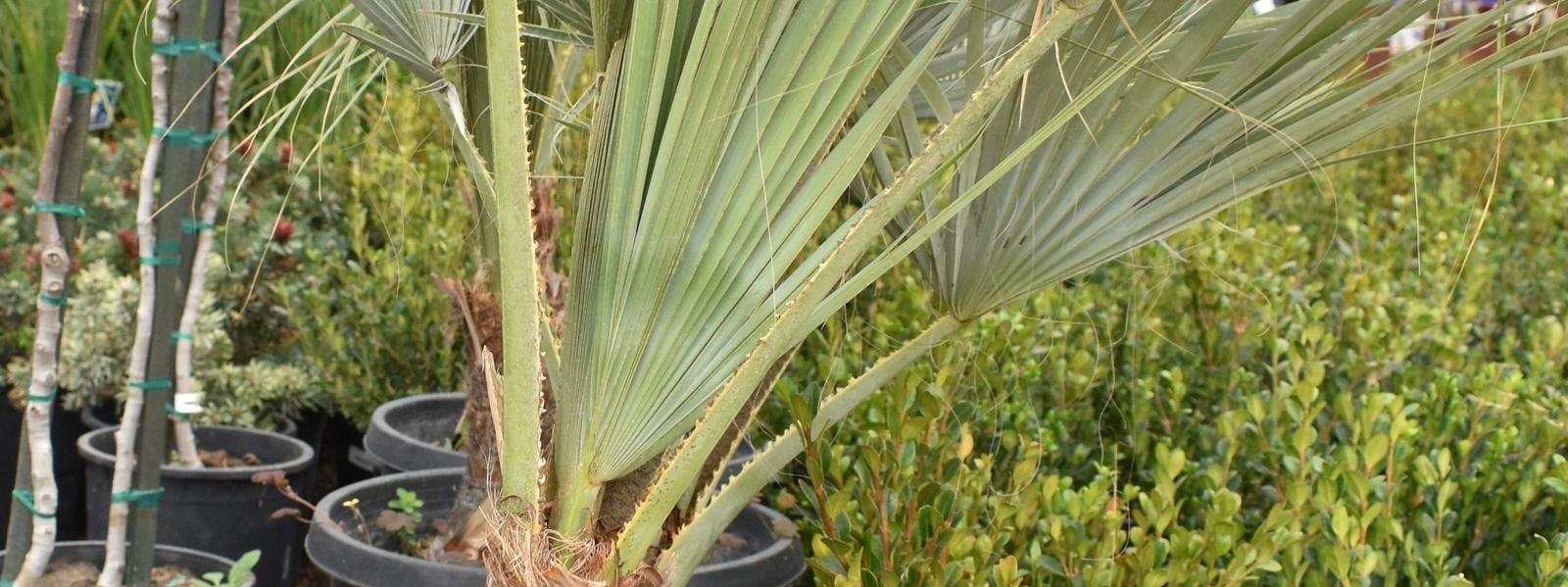 Palms Landscaping | Palms Landscaping in Las Vegas