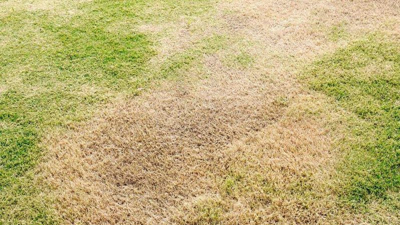 5 Common Lawn Maintenance Challenges in Las Vegas