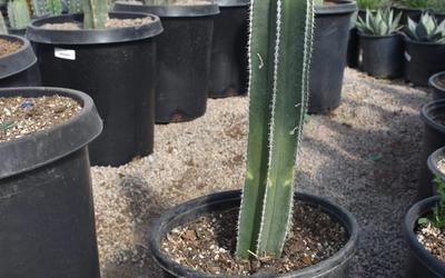 Cactus Landscaping | Cactus in Las Vegas| NV Landscapes