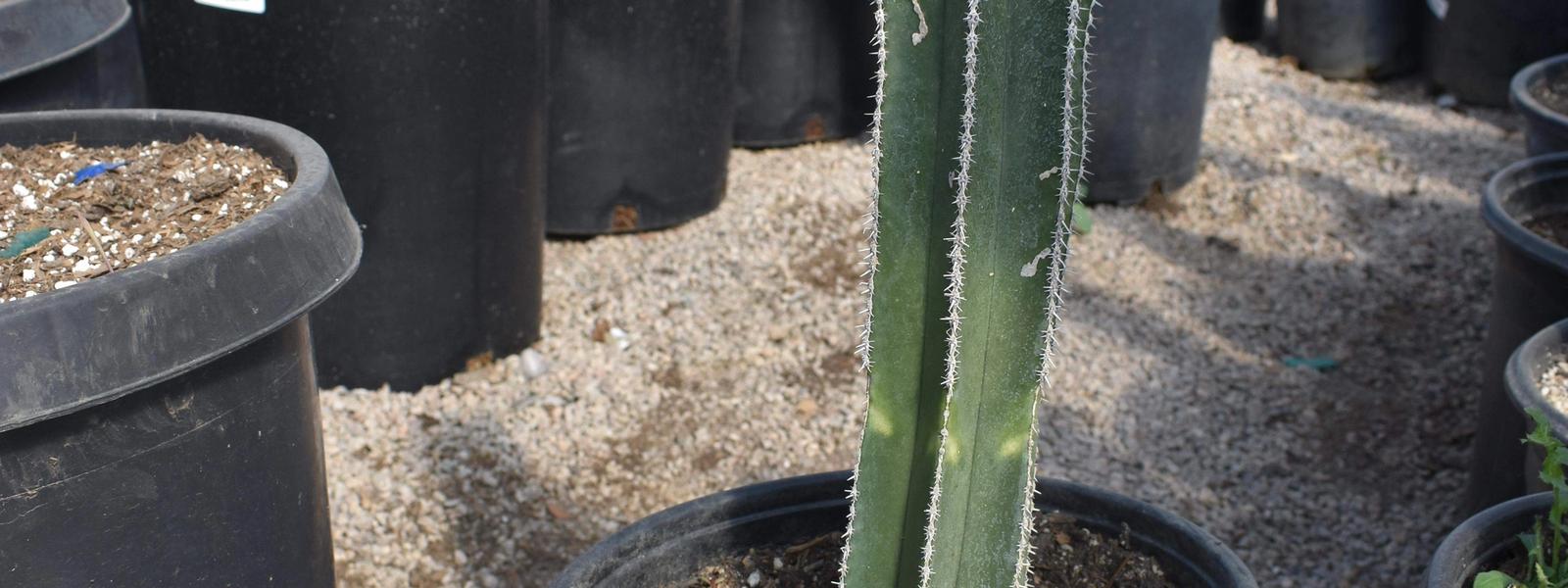 Cactus Landscaping | Cactus in Las Vegas| NV Landscapes