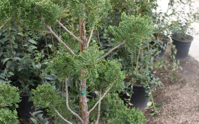 Landscaping Trees