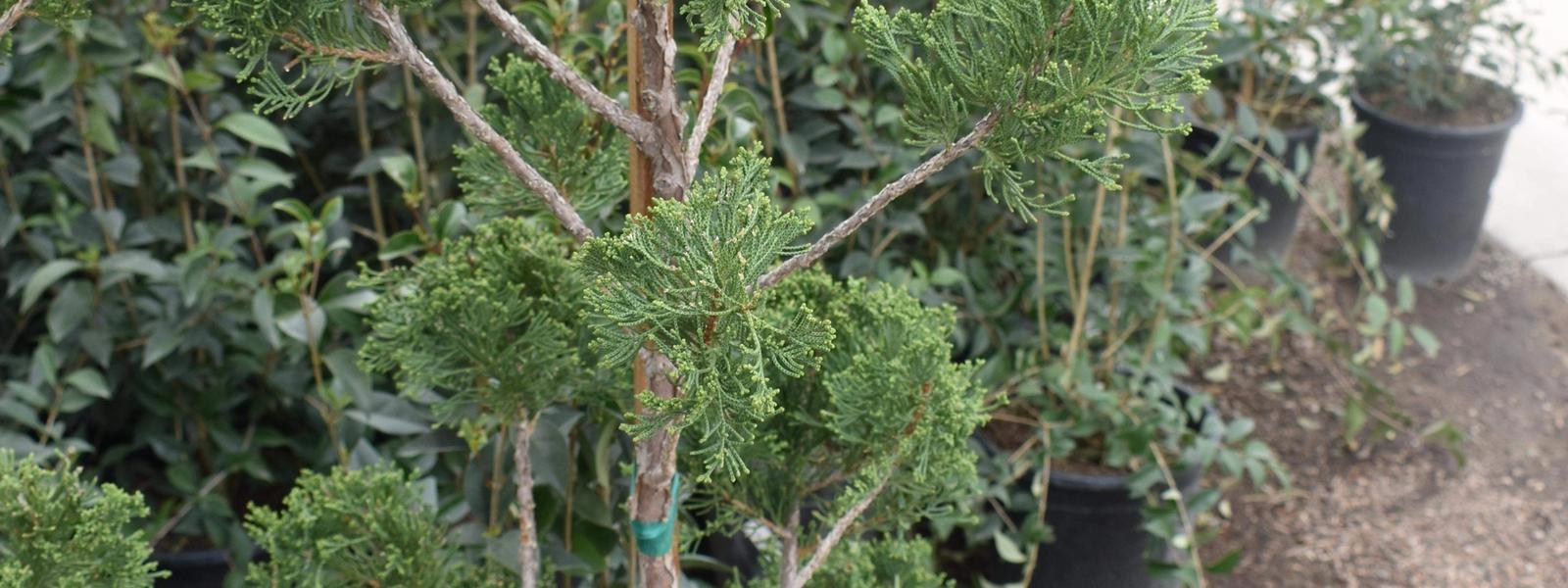 Landscaping Trees