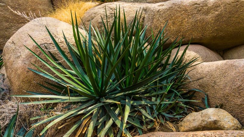 The Best Time of Year for Planting in Las Vegas