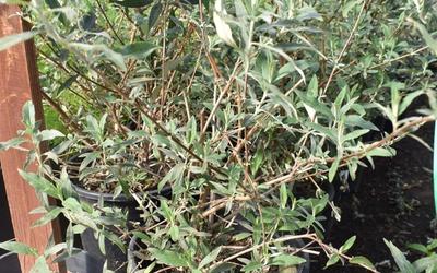 Landscaping Shrubs and Bushes