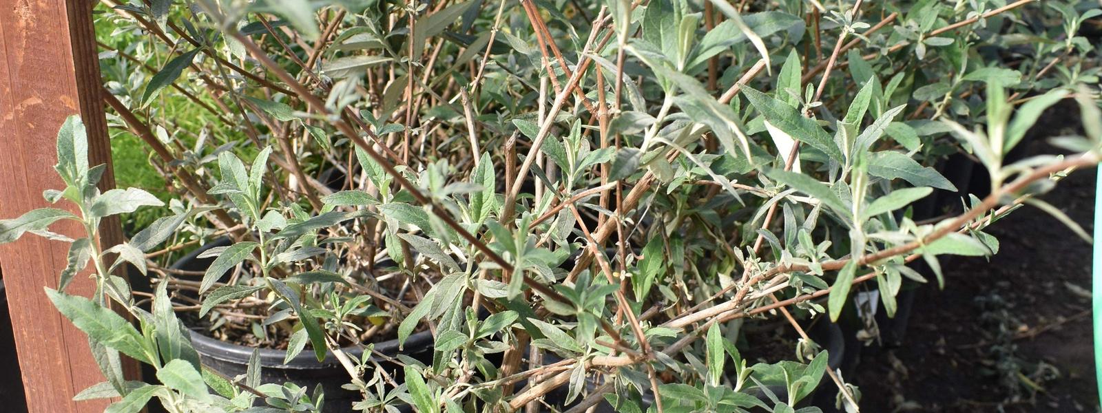 Landscaping Shrubs and Bushes