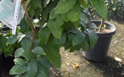 Fruit Tree Landscaping