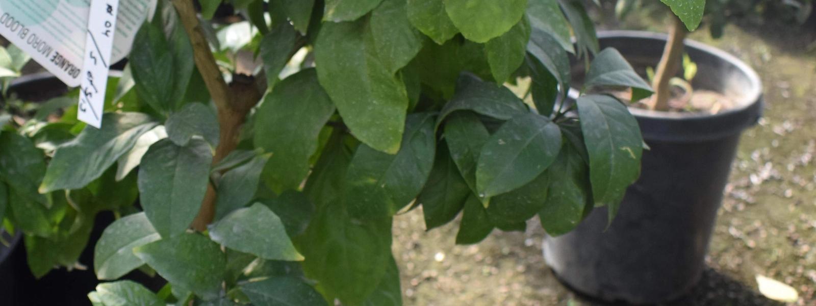 Fruit Tree Landscaping