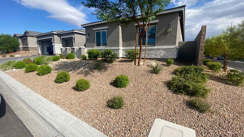 Best Practices for Caring for Nevada’s Native Plants