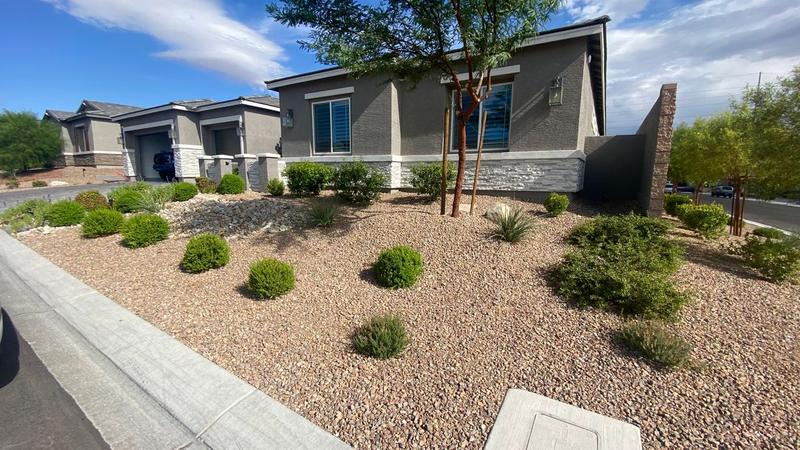 Best Practices for Caring for Nevada’s Native Plants