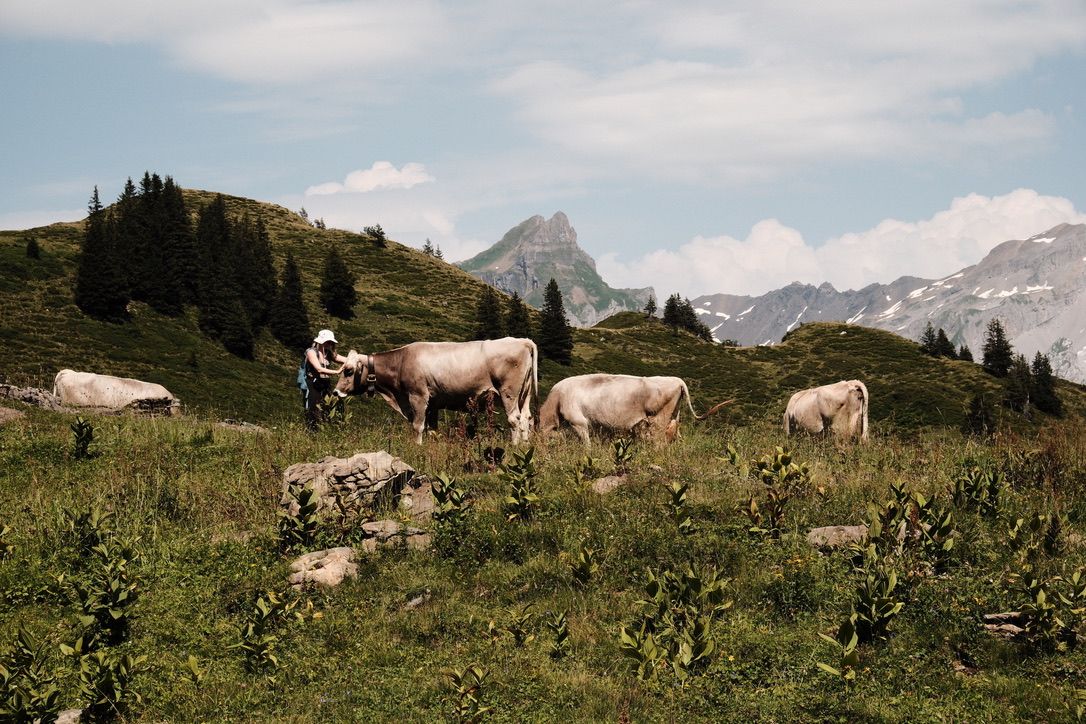 Cows grazing in a green mountain meadow beneath an open sky