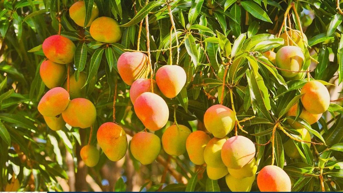 El Niño desequilibra mercado global de frutas e impulsiona exportação da manga brasileira