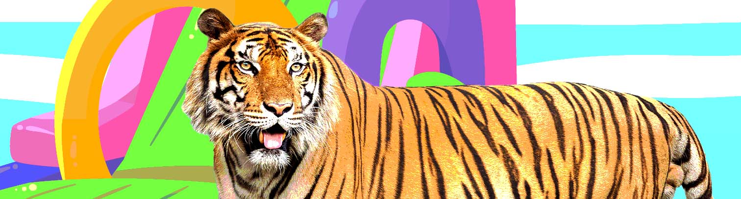 Tigre de Bengala: doce curiosidades del felino más grande del mundo
