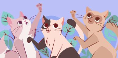 Catlovers