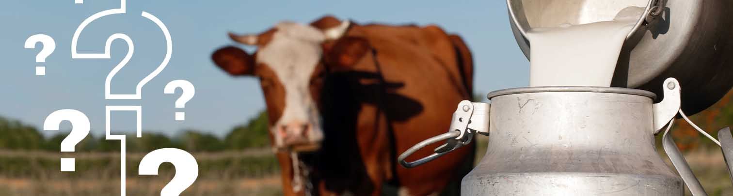 ¿Por qué las vacas dan leche? Este libro lo explica