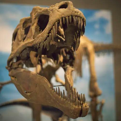Esqueleto de dinosaurio